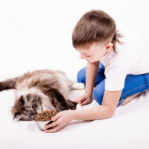 ילד מאכיל חתול