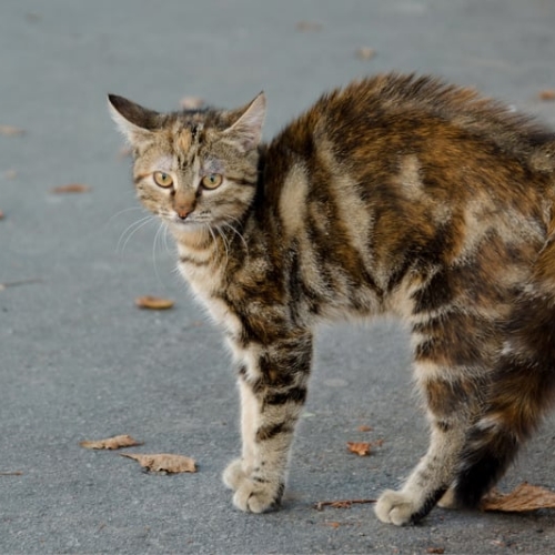 חתול מפוחד מראה שפת גוף